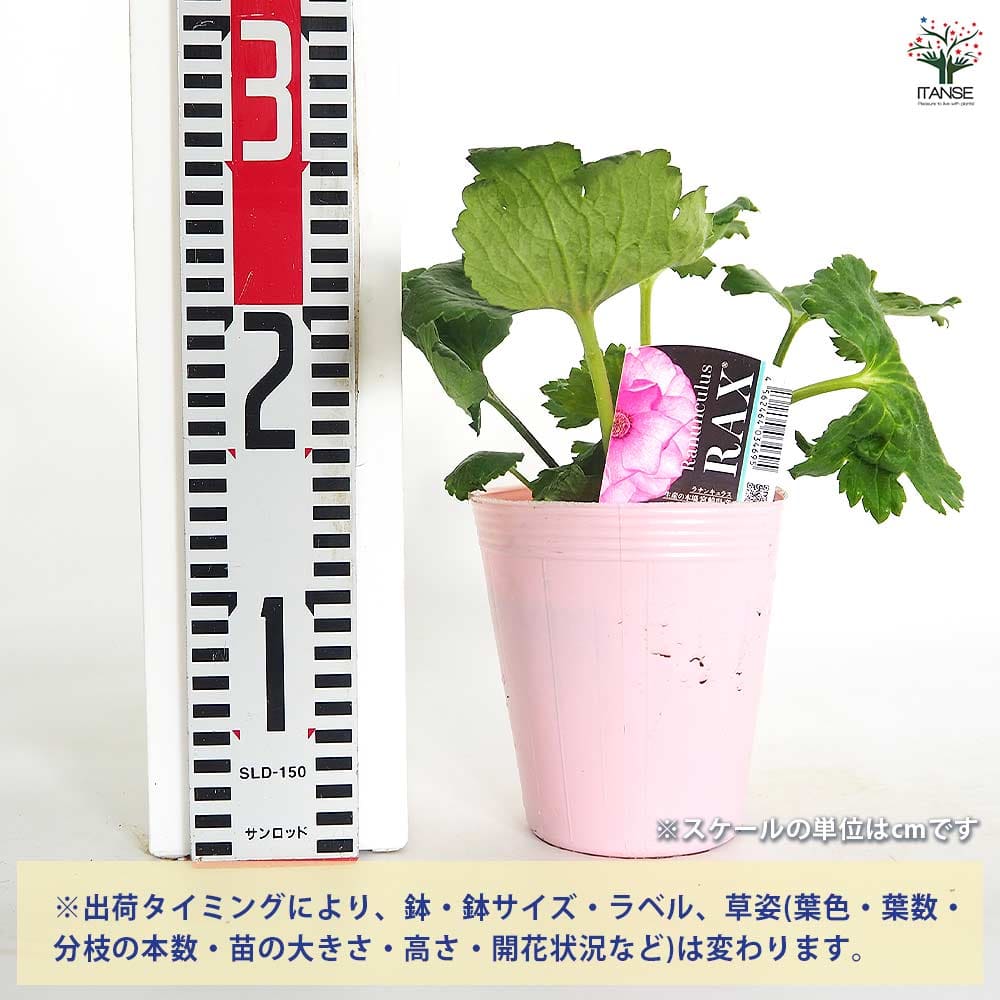 ラナンキュラス ラックス色品種見計い2個～ 【花苗 4号】｜ 【植物の