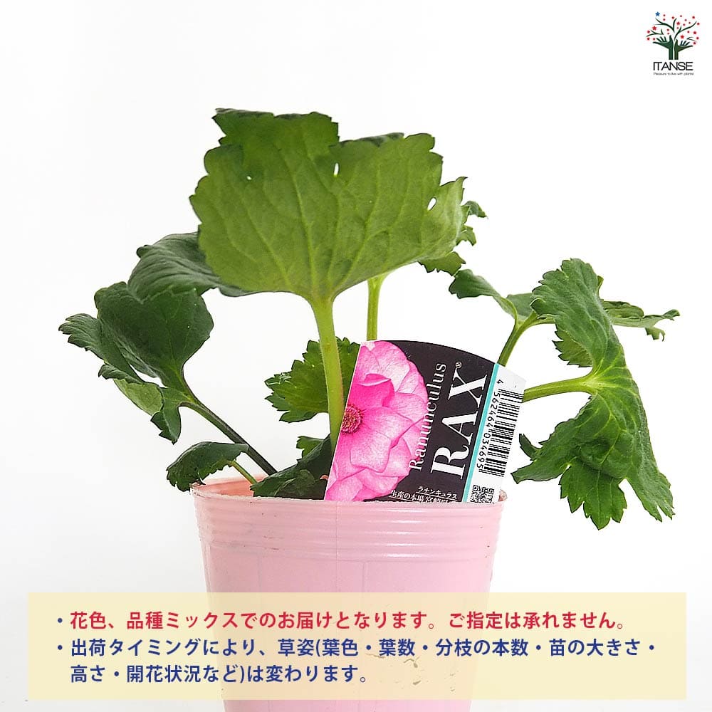 ラナンキュラス ラックス色品種見計い2個～ 【花苗 4号】｜ 【植物の