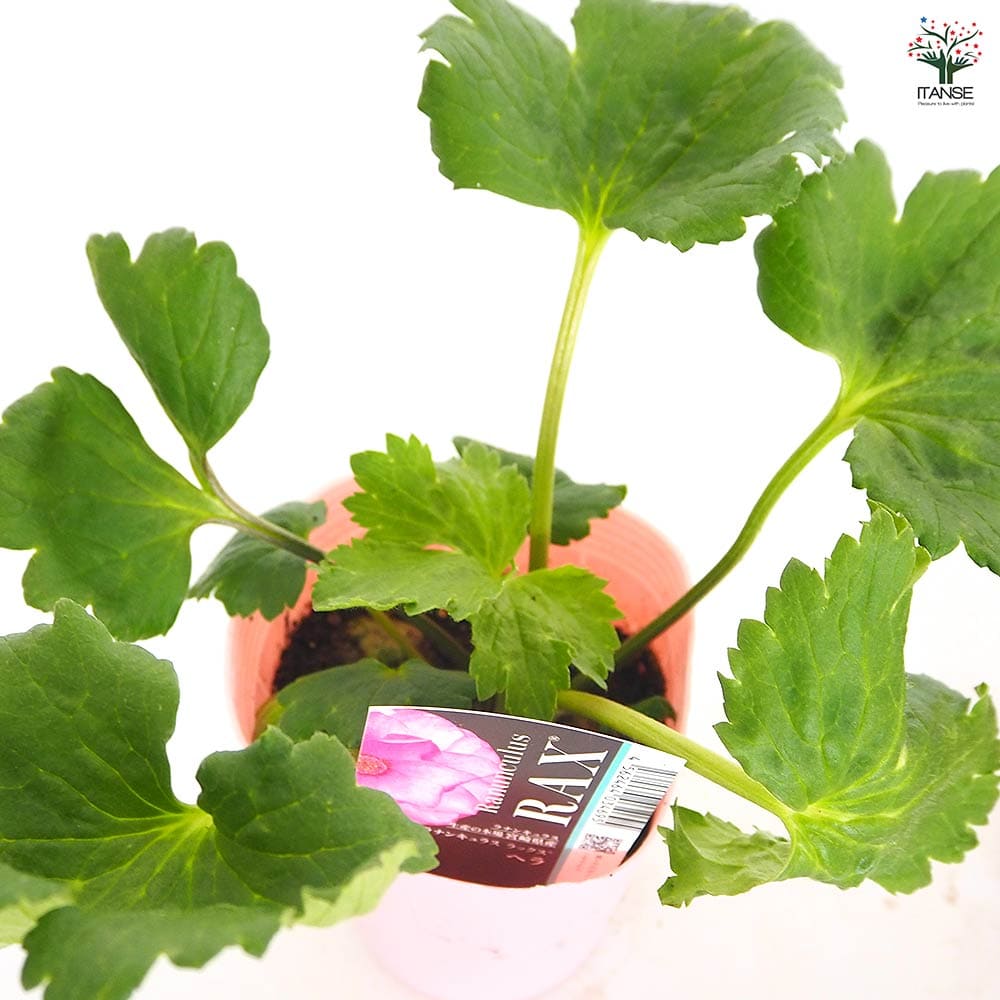 ラナンキュラス ラックス色品種見計い2個～ 【花苗 4号】｜ 【植物の