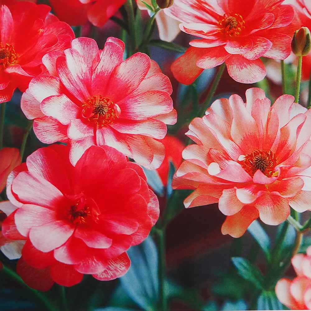 ラナンキュラス ラックス色品種見計い2個～ 【花苗 4号】｜ 【植物の