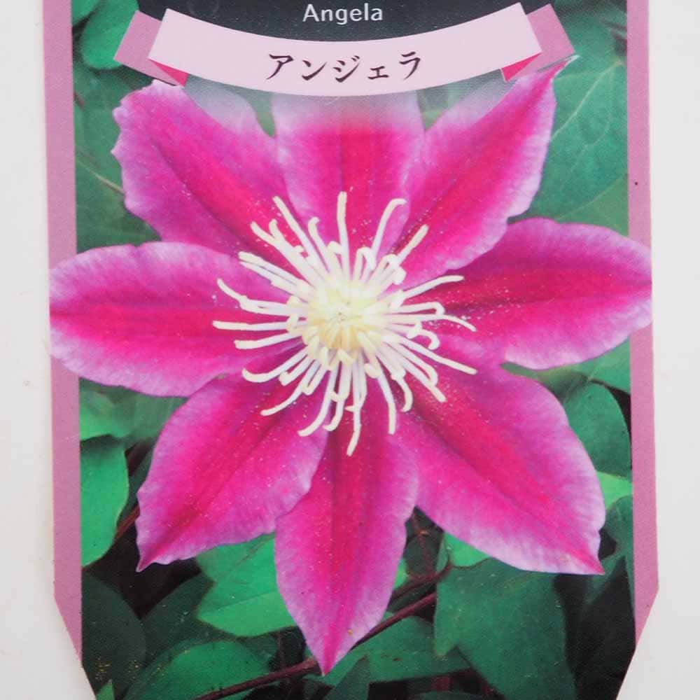 クレマチス アンジェラ 【花苗 3.5号】