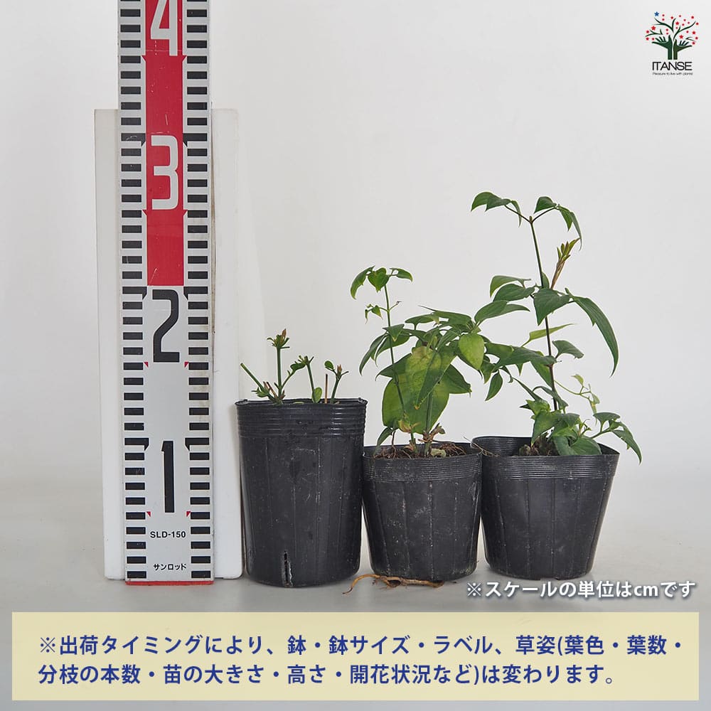 クレマチス 仙人草 【花苗 3.5号】｜ 【植物のITANSE】全品送料