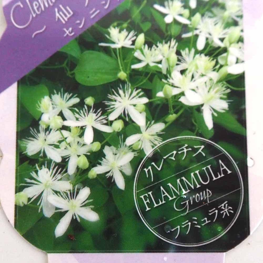 クレマチス 仙人草 【花苗 3.5号】