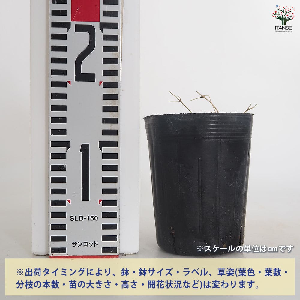 アヤハナ様　リクエスト　5点まとめ買い あ様 リクエスト 5点 まとめ商品 - メルカリ