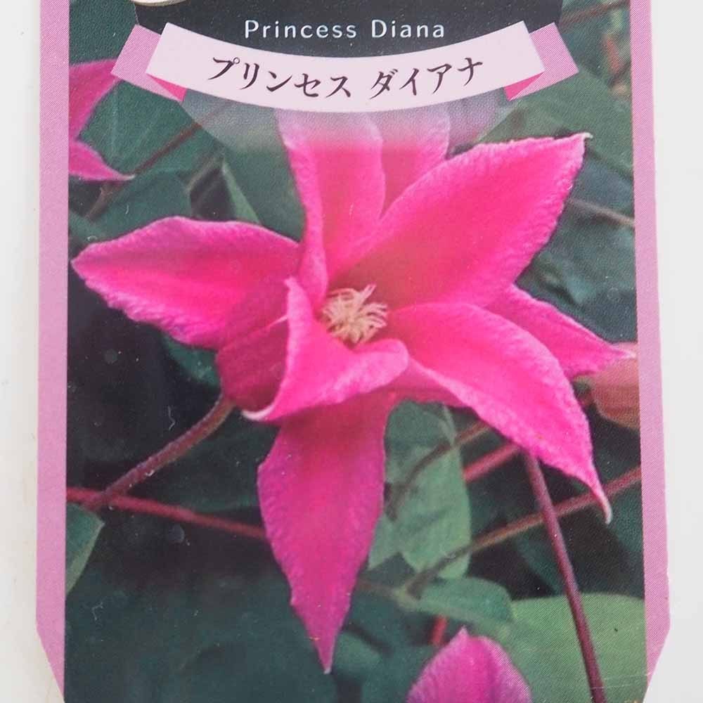 クレマチス プリンセスダイアナ 【花苗 3.5号】