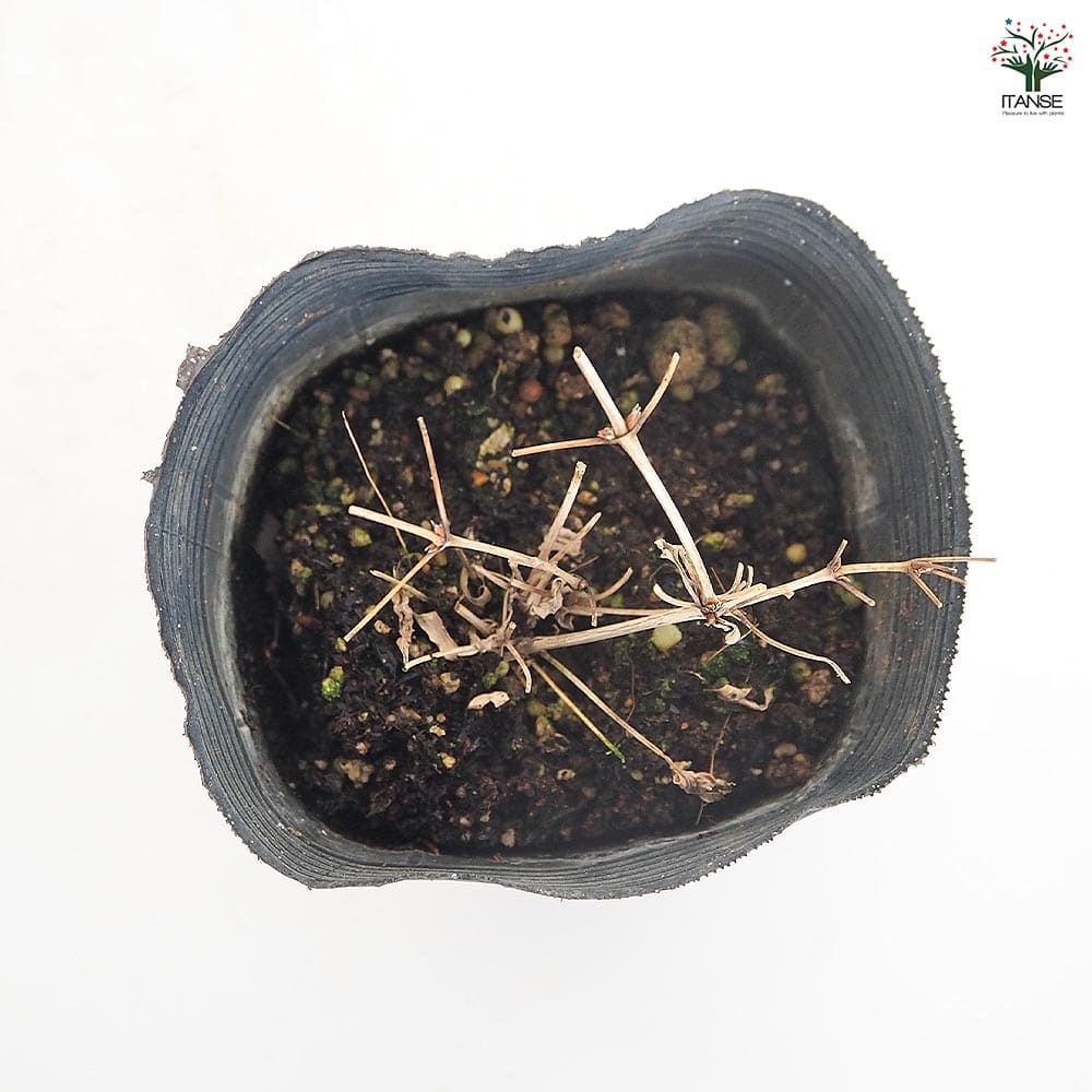 クレマチス デニーズダブル 【花苗 3.5号】｜ 【植物のITANSE