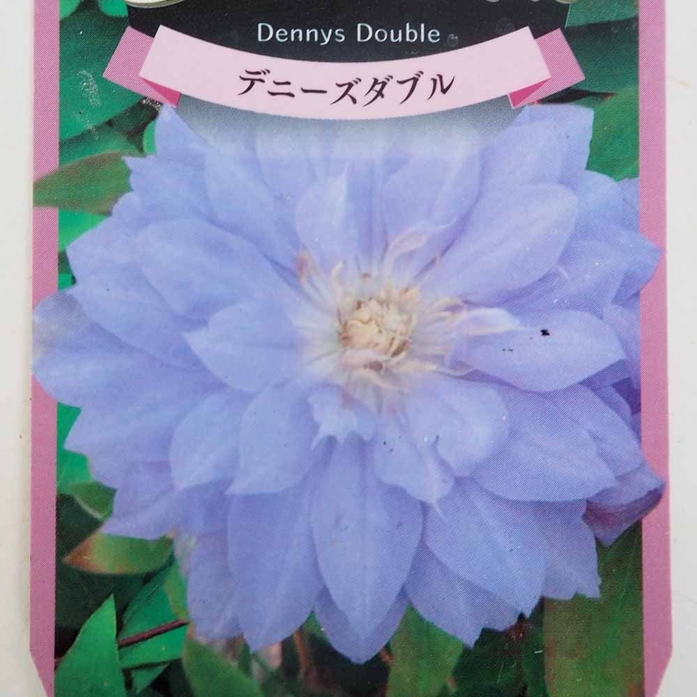 クレマチス デニーズダブル 【花苗 3.5号】