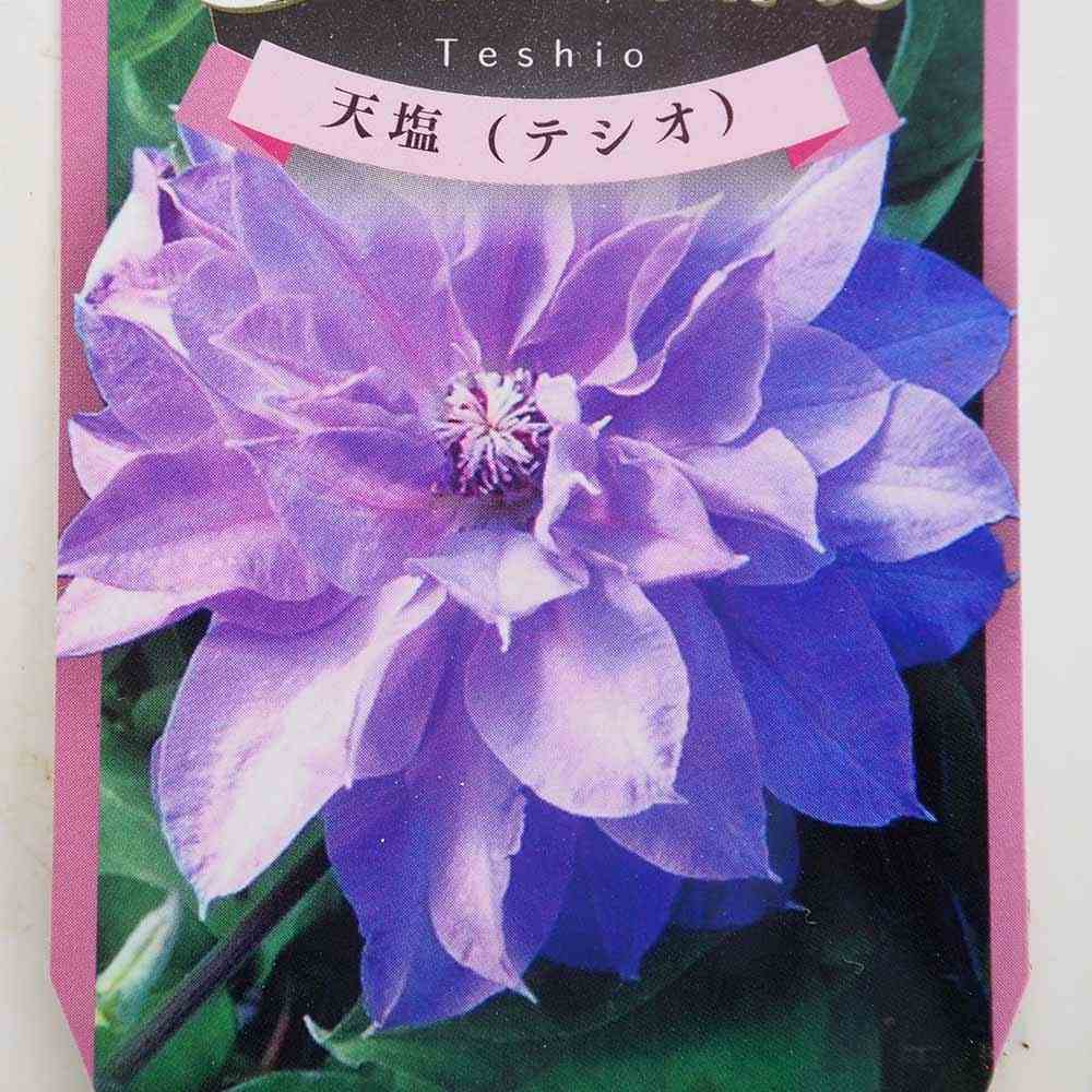 クレマチス 天塩(テシオ) 【花苗 3.5号】