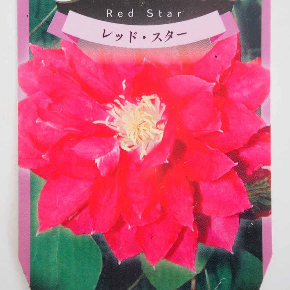 クレマチス レッドスター 【花苗 3.5号】