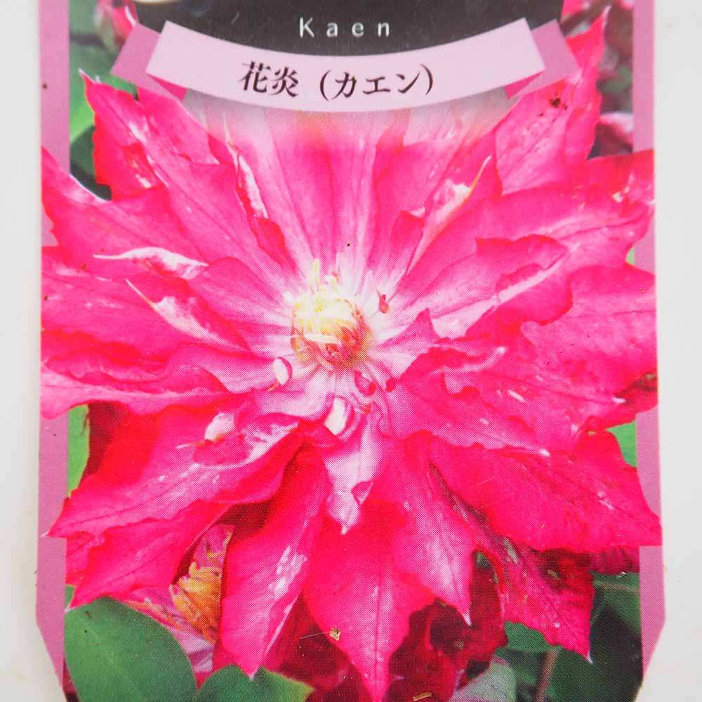 クレマチス 花炎(カエン) 【花苗 3.5号】