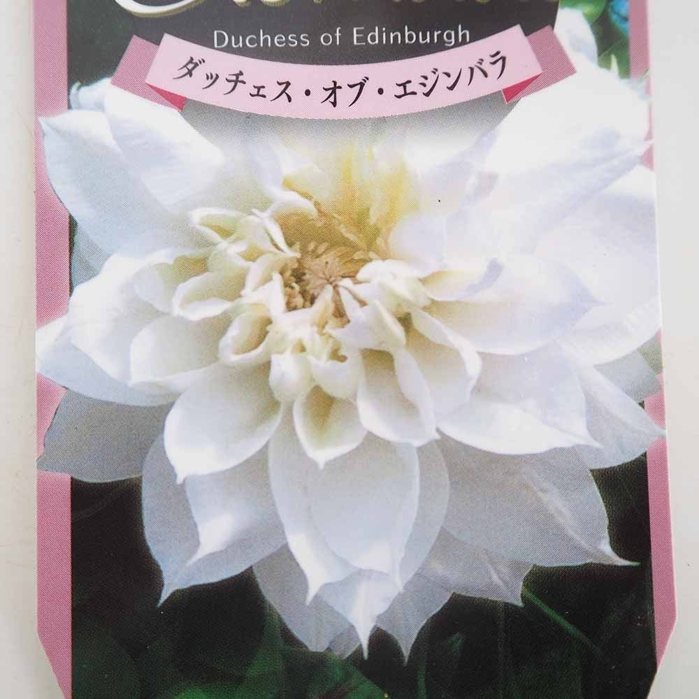 クレマチス ダッチェス オブ エジンバラ 【花苗 3.5号】