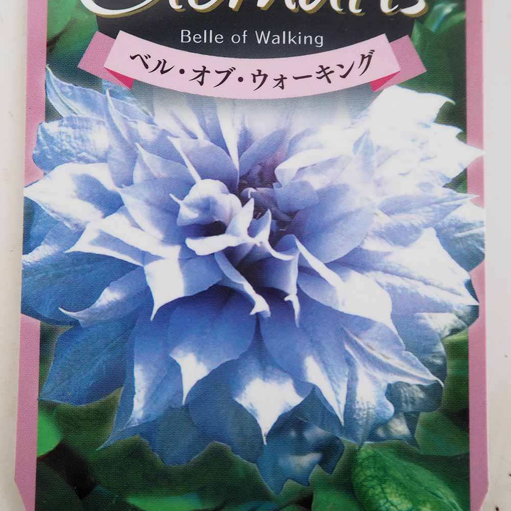 クレマチス ベル オブ ウォーキング 【花苗 3.5号】