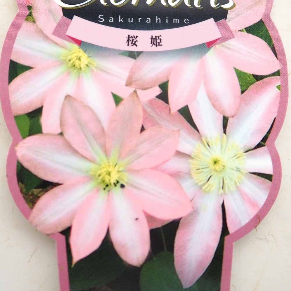 クレマチス 桜姫 【花苗 2.5号】｜ 【植物のITANSE】全品送料