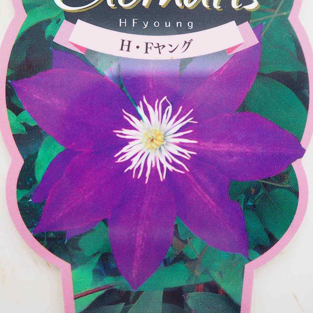 クレマチス H Fヤング 【花苗 2.5号】