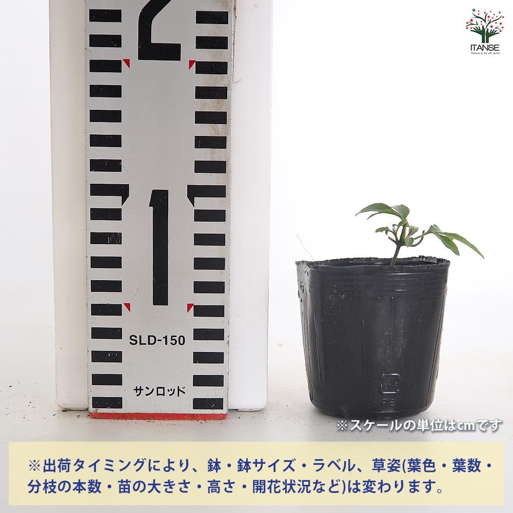 クレマチス 仙人草 【花苗 2.5号】｜ 【植物のITANSE】全品送料