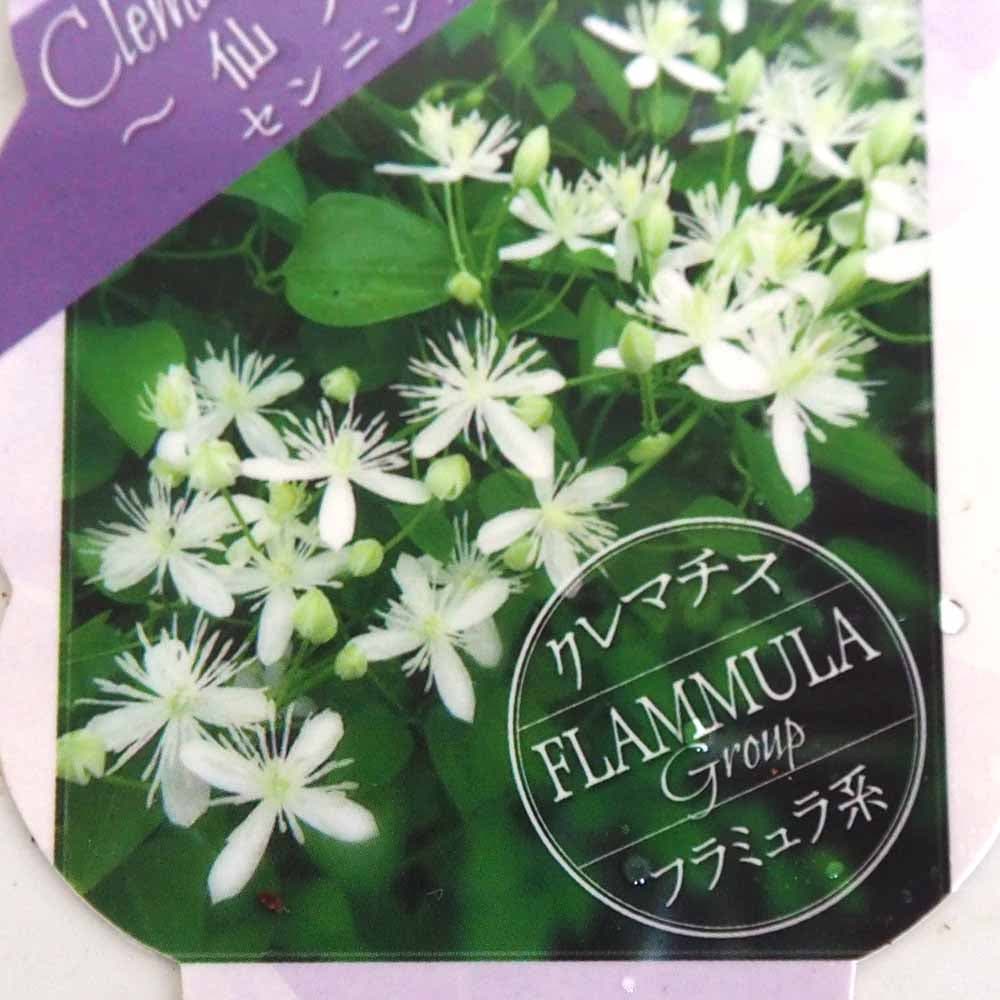 クレマチス 仙人草 【花苗 2.5号】｜ 【植物のITANSE】全品送料