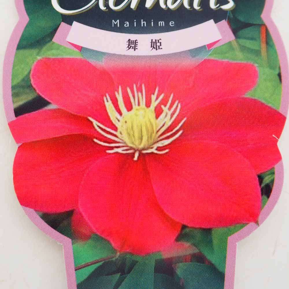 クレマチス 舞姫 【花苗 2.5号】