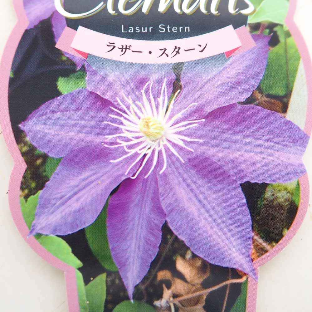 クレマチス ラザースターン 【花苗 2.5号】