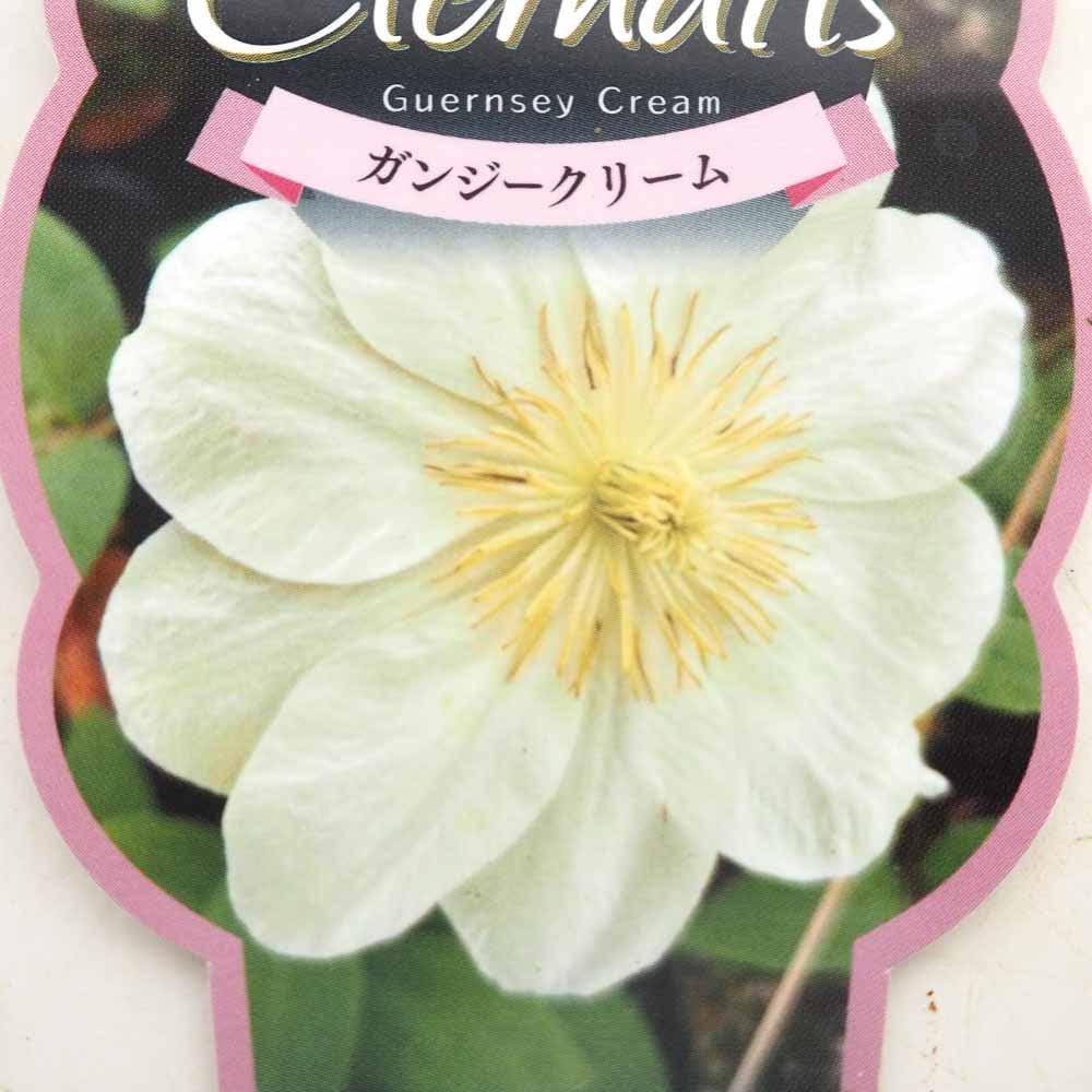 クレマチス ガンジークリーム 【花苗 2.5号】