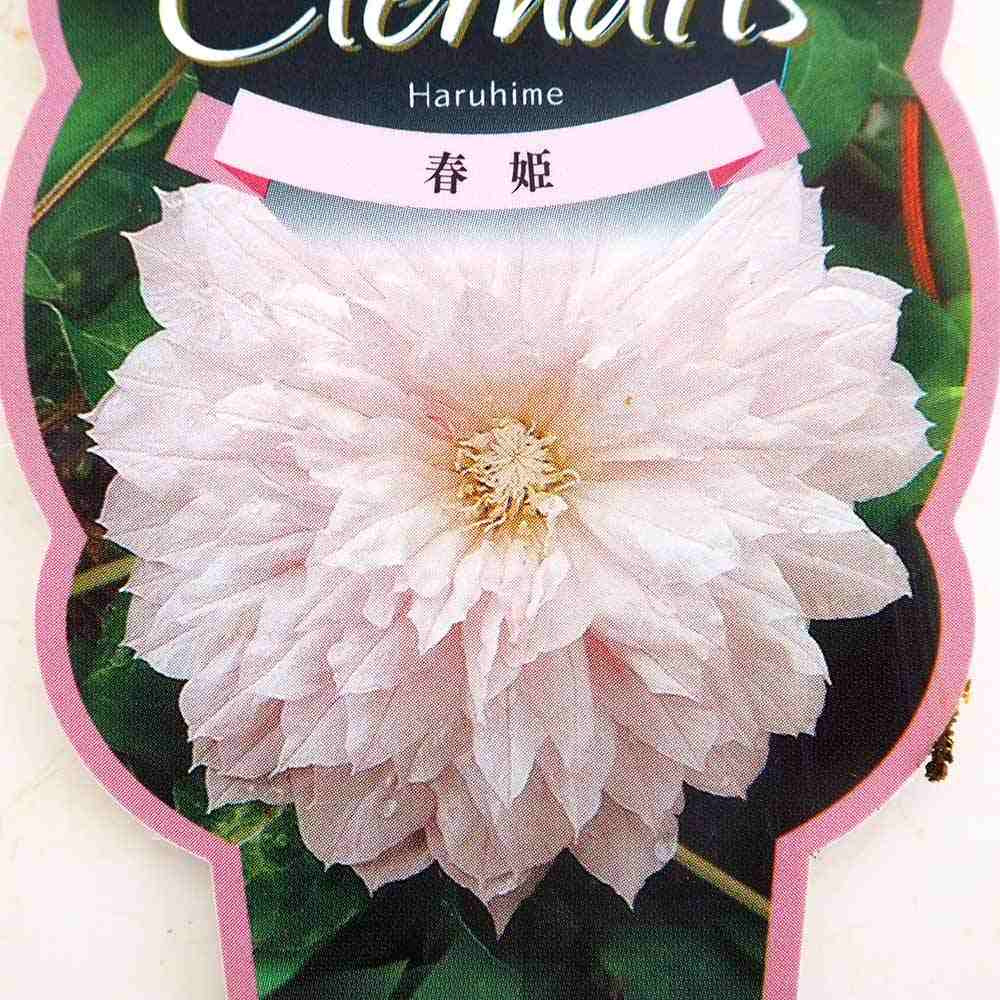 クレマチス 春姫 【花苗 2.5号】