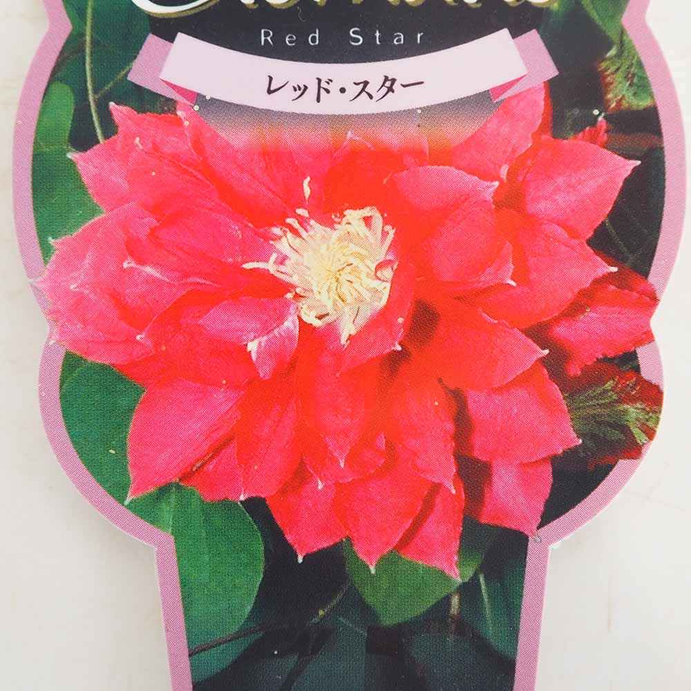 クレマチス レッドスター 【花苗 2.5号】