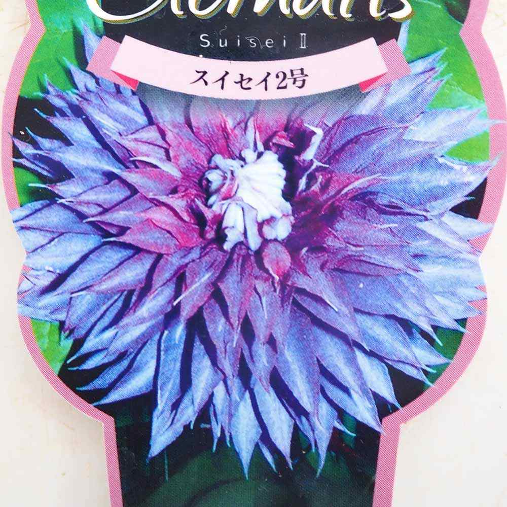 クレマチス 彗星2号 【花苗 2.5号】
