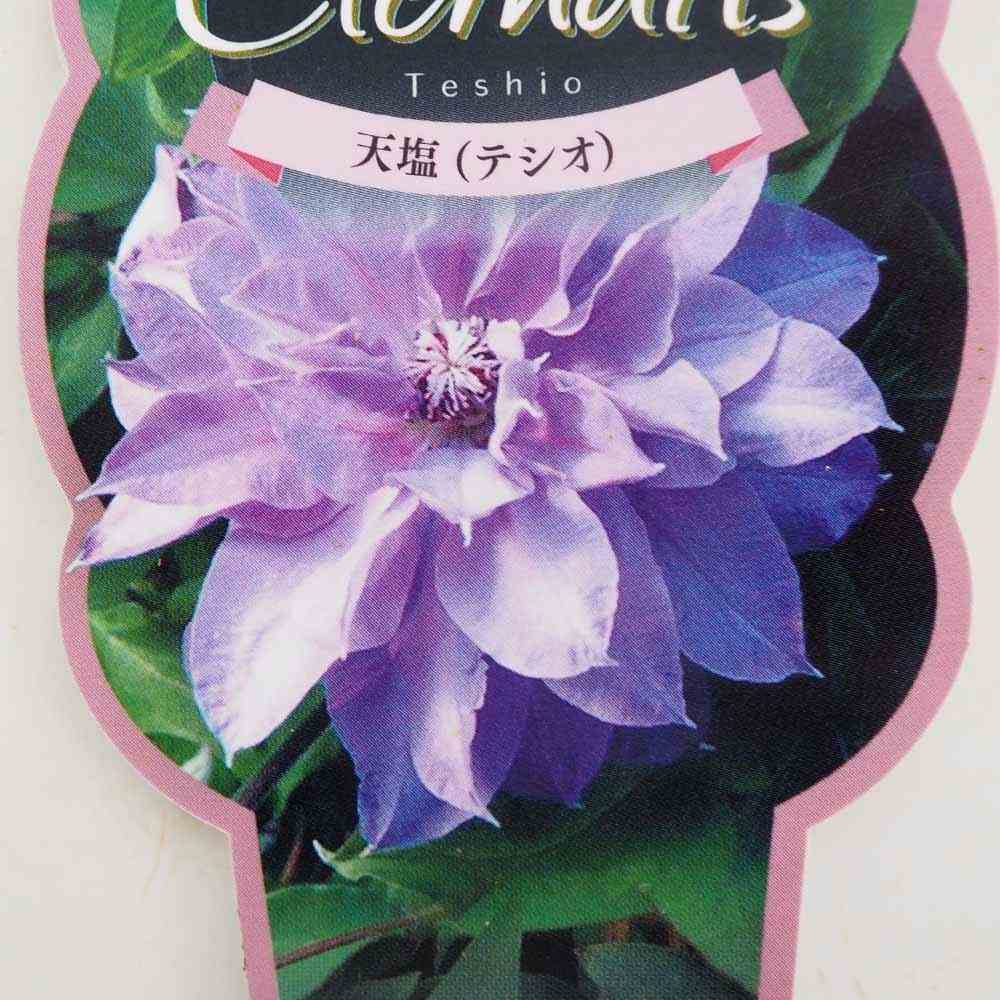 クレマチス 天塩(テシオ) 【花苗 2.5号】