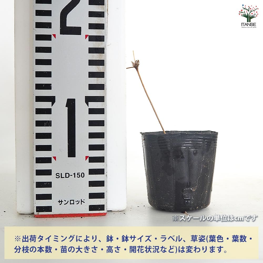 クレマチス デニーズダブル 【花苗 2.5号】｜ 【植物のITANSE