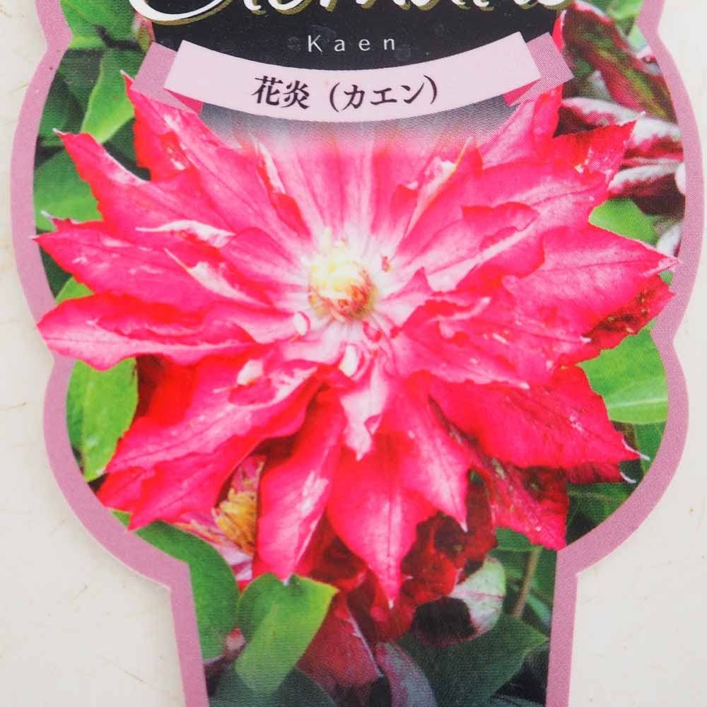 クレマチス 花炎(カエン) 【花苗 2.5号】