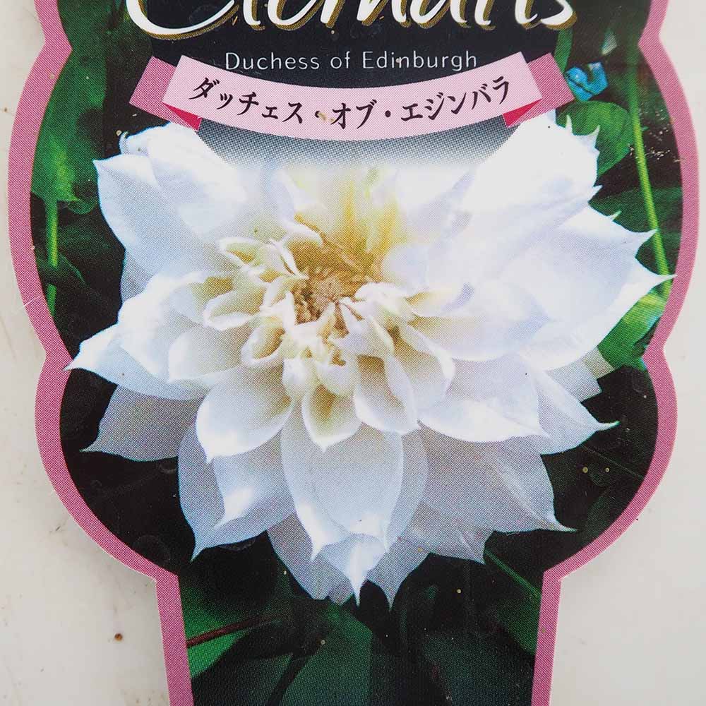 クレマチス ダッチェス オブ エジンバラ 【花苗 2.5号】