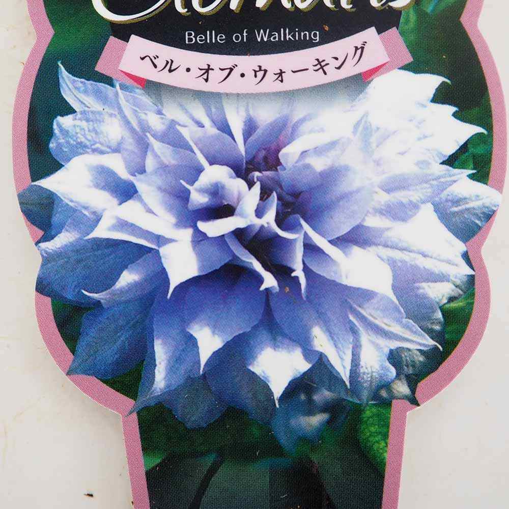 クレマチス ベル オブ ウォーキング 【花苗 2.5号】