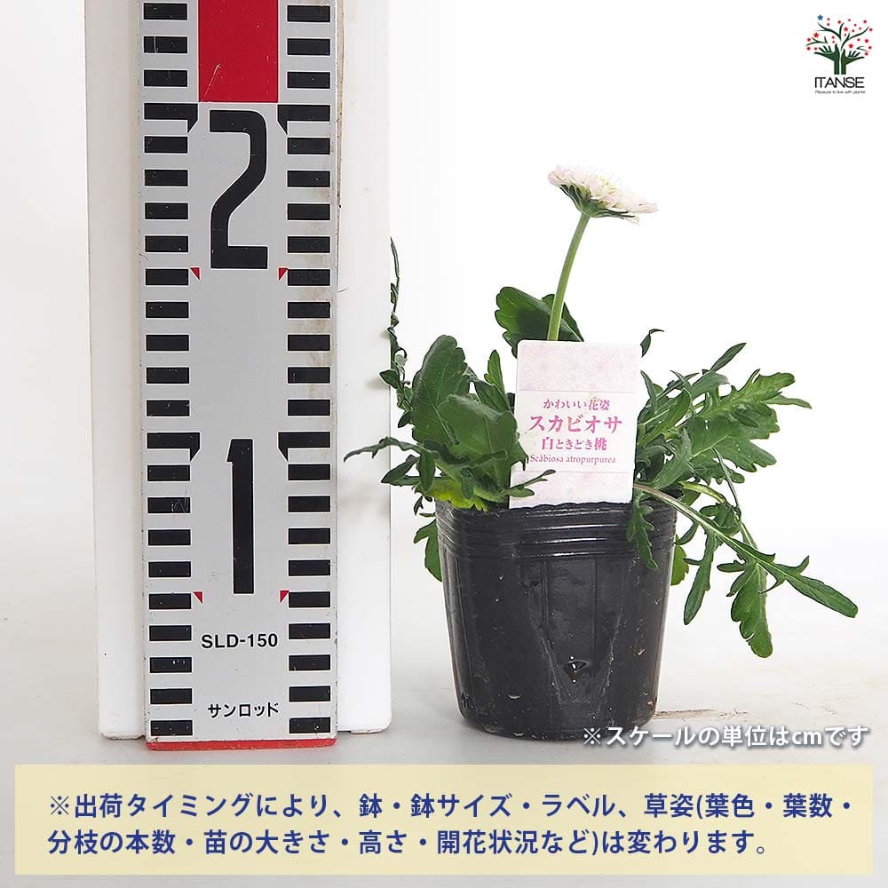 スカビオサ 白ときどき桃 【花苗 3号】｜ 【植物のITANSE】全品