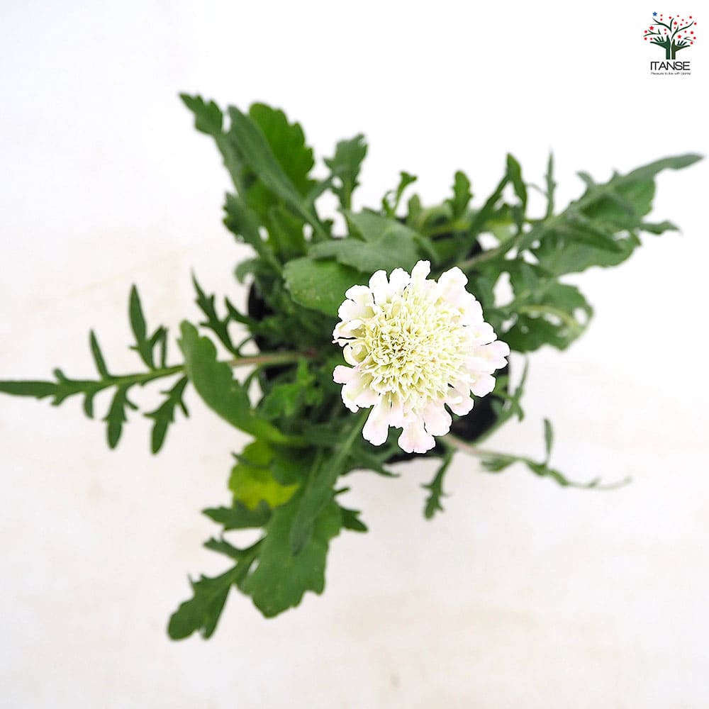 スカビオサ 白ときどき桃 【花苗 3号】｜ 【植物のITANSE】全品