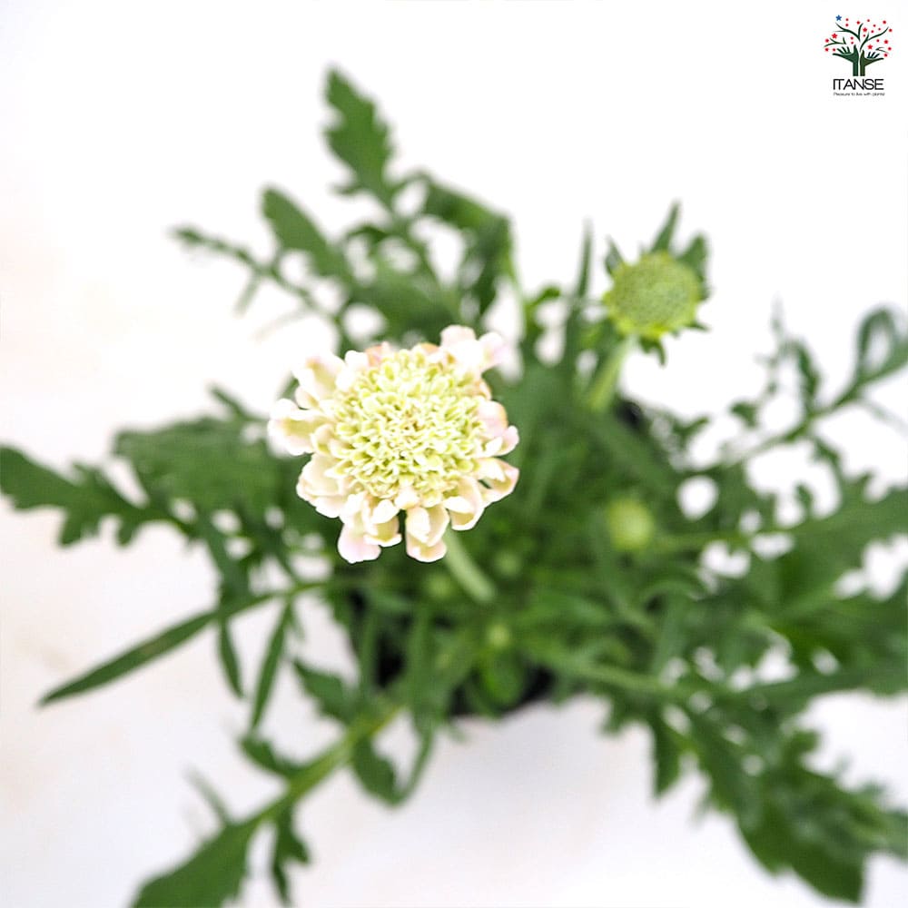 スカビオサ 白ときどき桃 【花苗 3号】｜ 【植物のITANSE】全品