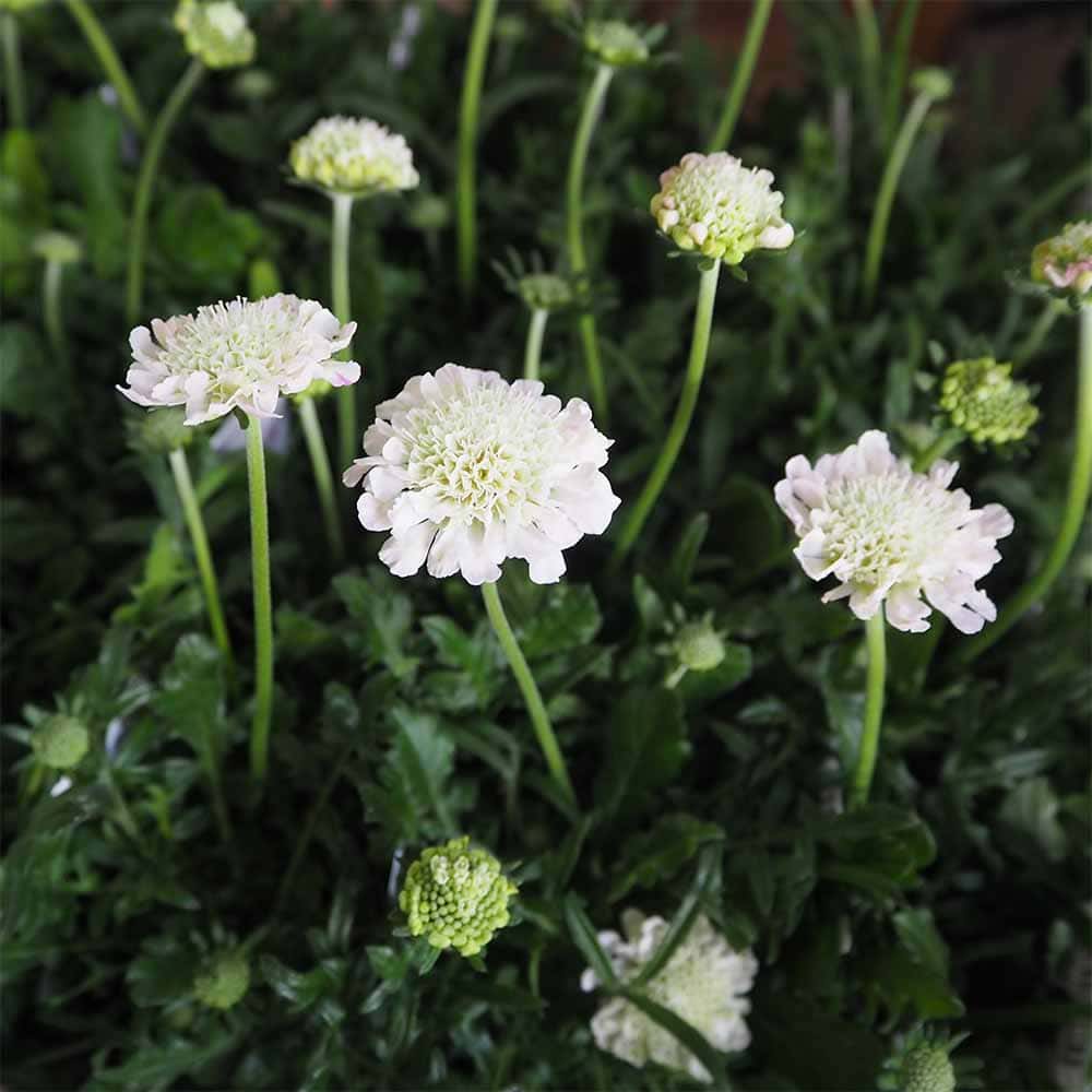 スカビオサ 白ときどき桃 【花苗 3号】