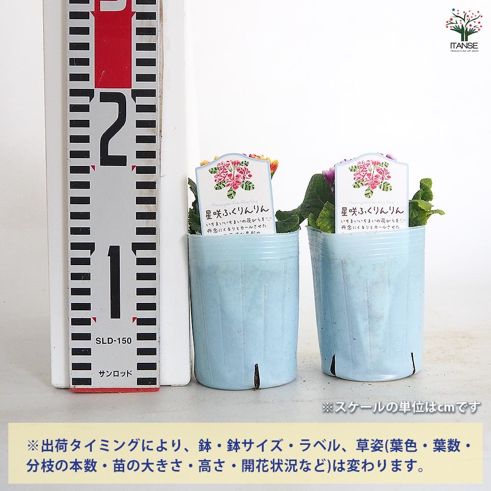 プリムラ ジュリアン 星咲ふくりんりん2個～ 【花苗 3号】｜ 【植物の