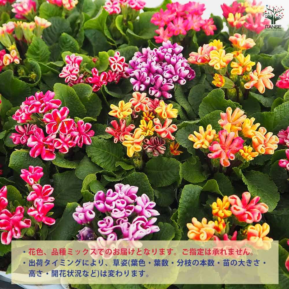 プリムラ ジュリアン 星咲ふくりんりん2個～ 【花苗 3号】｜ 【植物の 