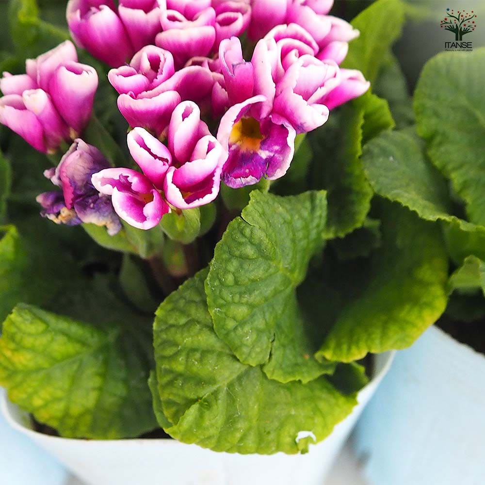 プリムラ ジュリアン 星咲ふくりんりん2個～ 【花苗 3号】｜ 【植物の