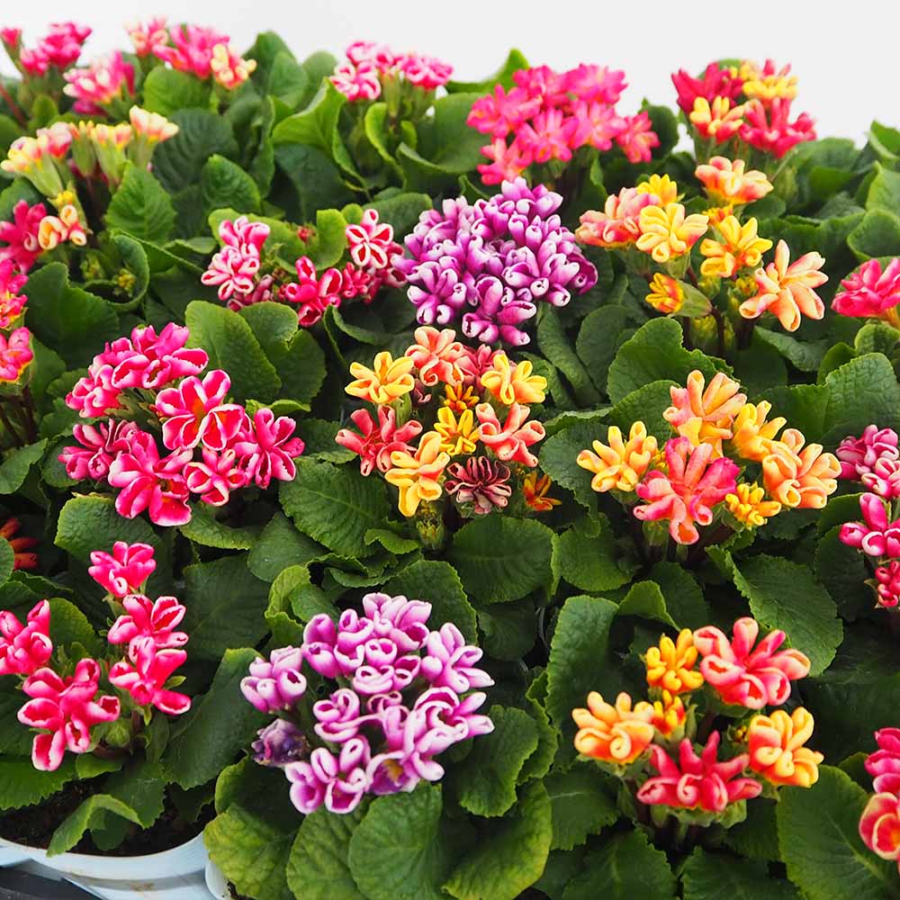 プリムラ ジュリアン 星咲ふくりんりん2個～ 【花苗 3号】