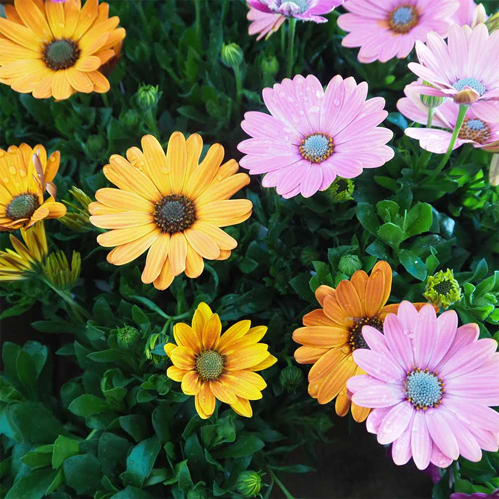 オステオスペルマム フラワーパワー色MIX2個～ 【花苗 3.5号】