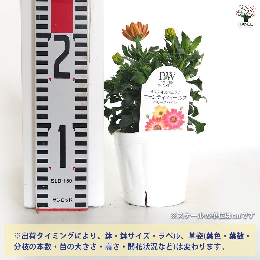 追加商品画像