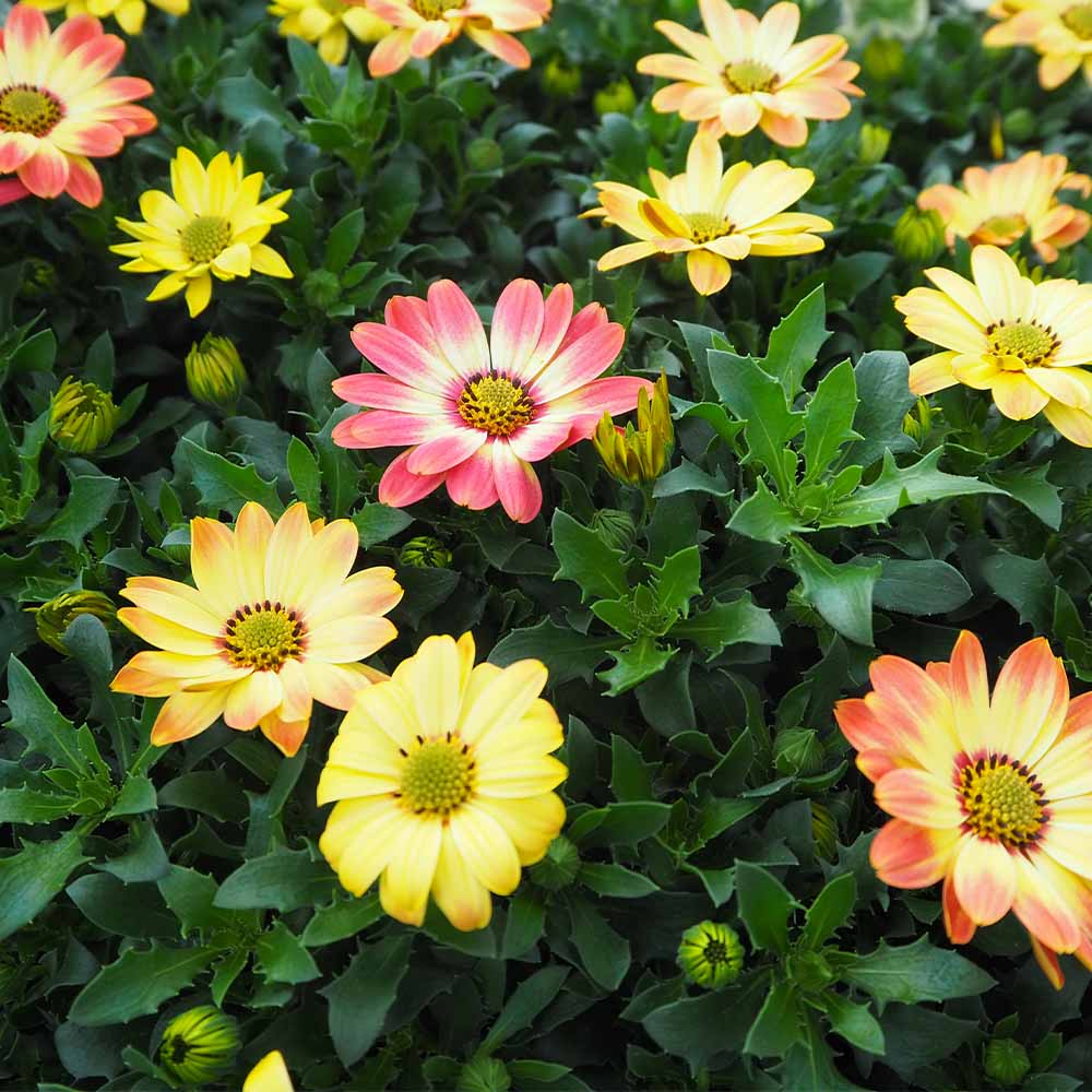 オステオスペルマム ベリーズパイン 【花苗 3.5号】