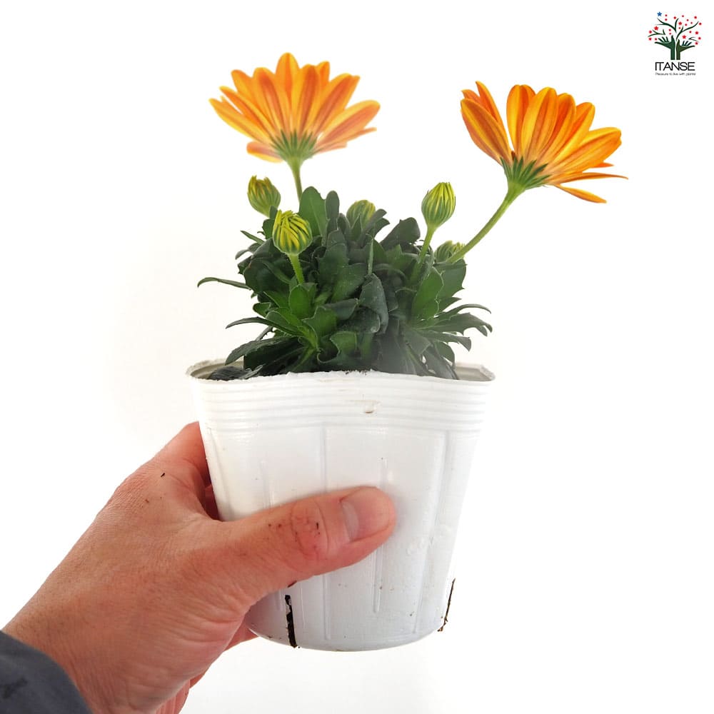 オステオスペルマム オレンジジェリー 【花苗 3.5号】｜ 【植物の