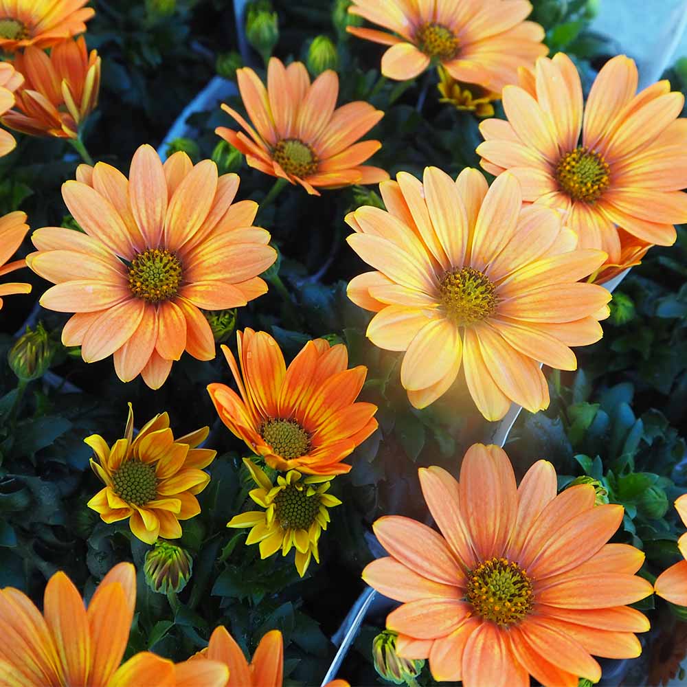 オステオスペルマム オレンジジェリー 【花苗 3.5号】