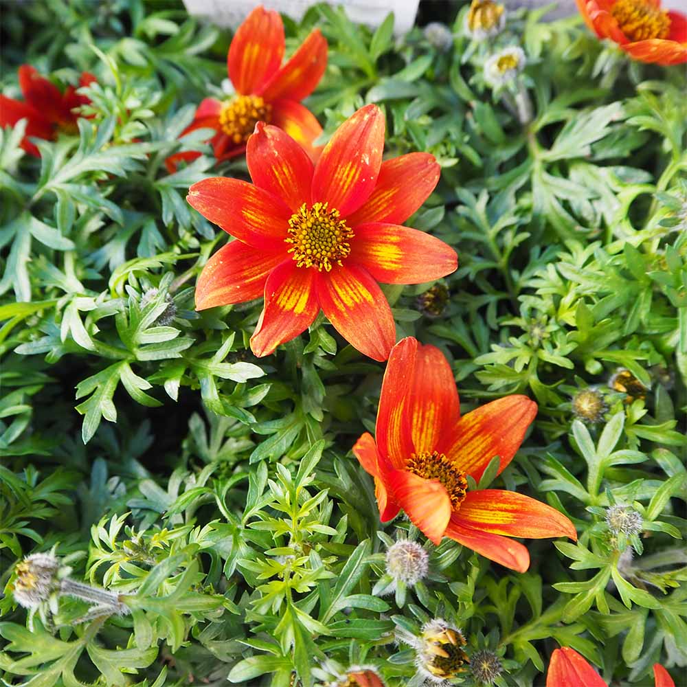 ビデンス ジュジュブラッドオレンジ 【花苗 3.5号】