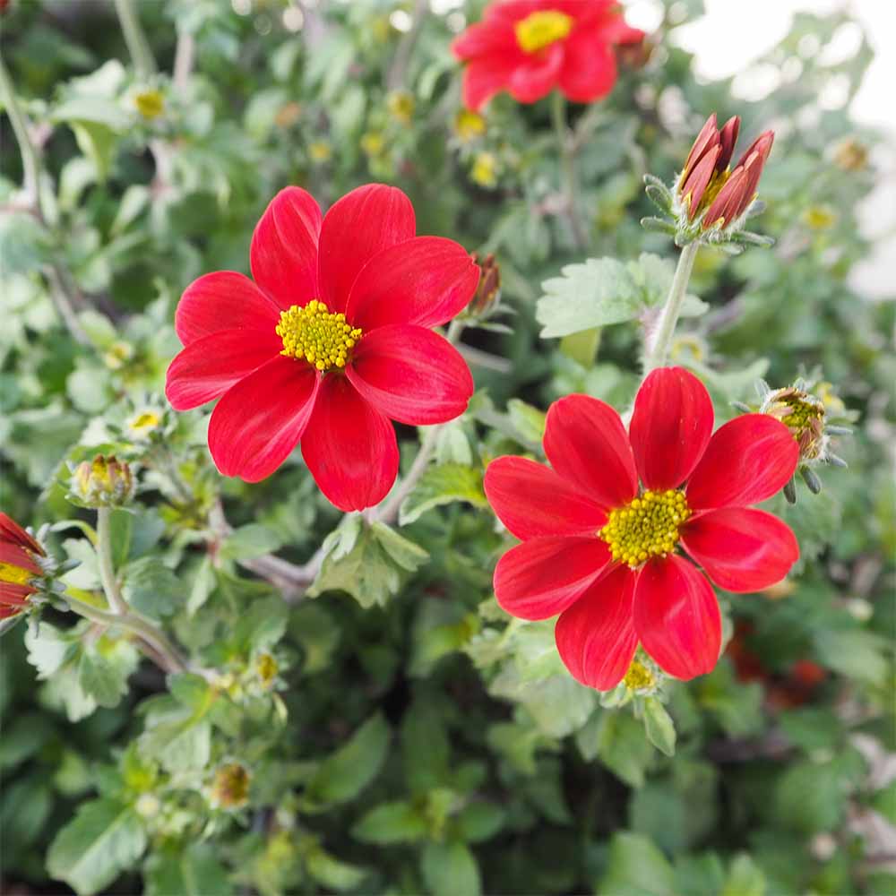 ビデンス アップレッド 【花苗 3.5号】