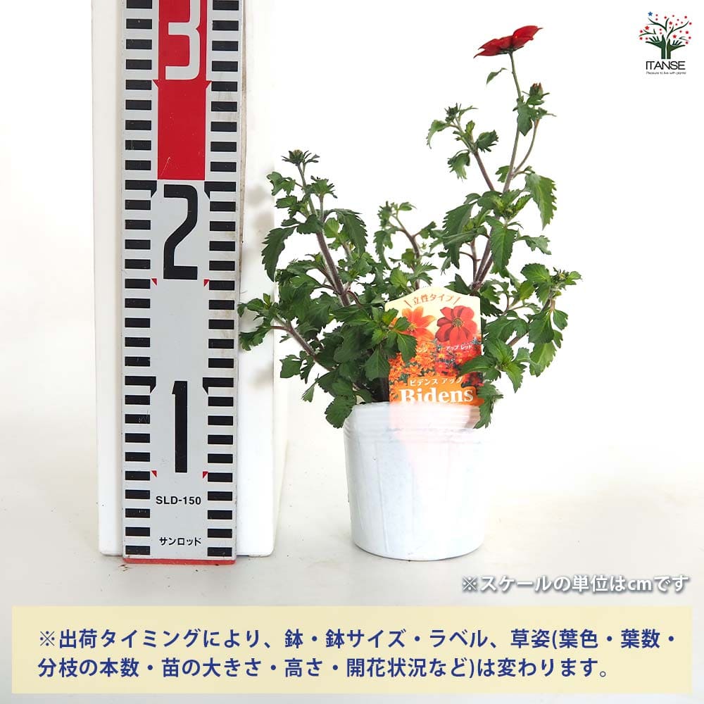 小花のリスレット☆3200円参照 ビデンス アップ 【花苗 3.5号】｜ 【植物のITANSE】全品送料