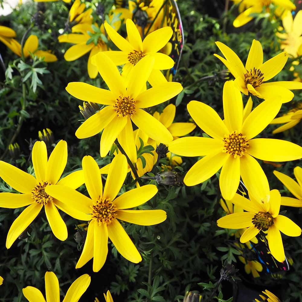 ビデンス スマイルパーティー 【花苗 3号】