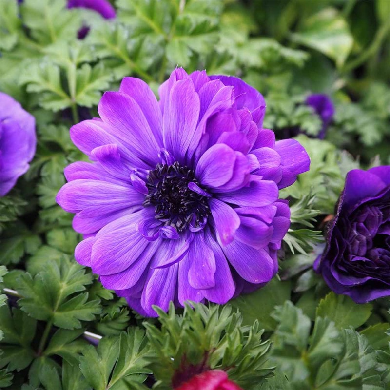 アネモネ ミストラル ティグレワイン 【花苗 3号】｜ 【植物の