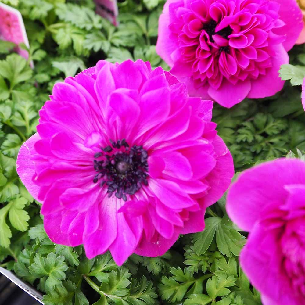 アネモネ レバンテ フクシア 【花苗 3号】